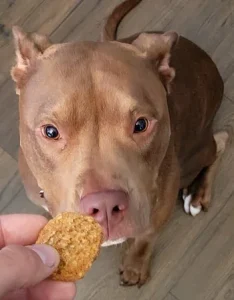 RileySniffingTreat_WSP